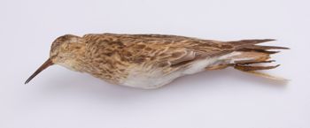 Media type: image;   Ornithology 100402